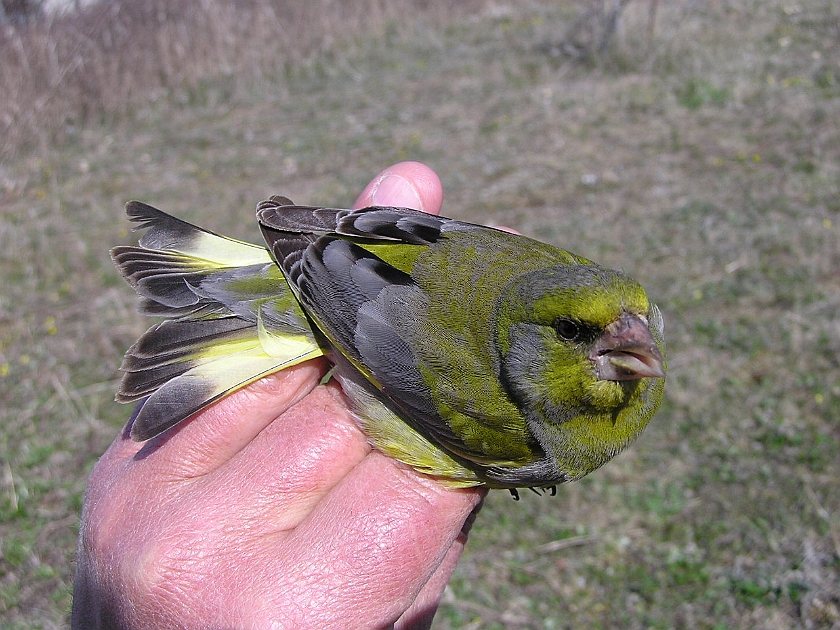 European Greenfinch, Sundre 20050513